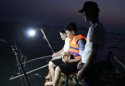 Hình ảnh: Câu mực Cô Tô khám phá màu biển đêm